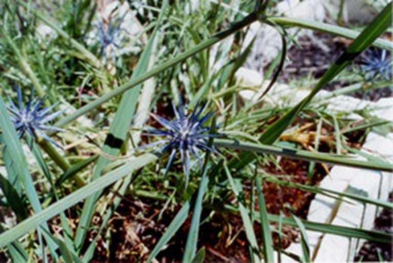 Eryngium ovinum