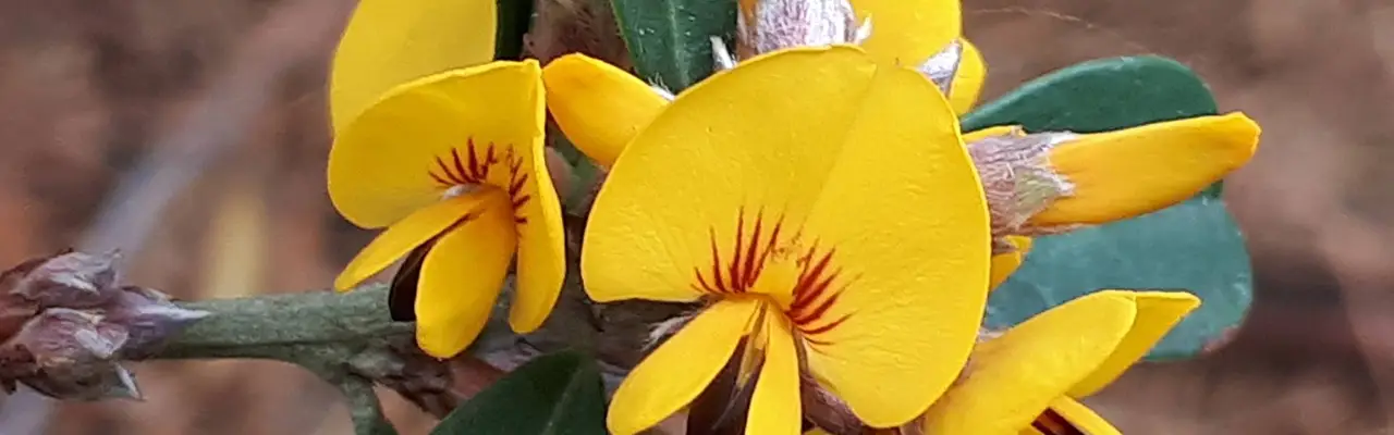Growing and selling Melbourne's local native plants since 1984.