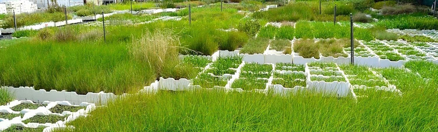 Growing and selling Melbourne's local native plants since 1984.